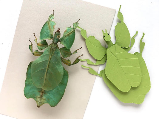 Leaf Insect Paper Sculpture